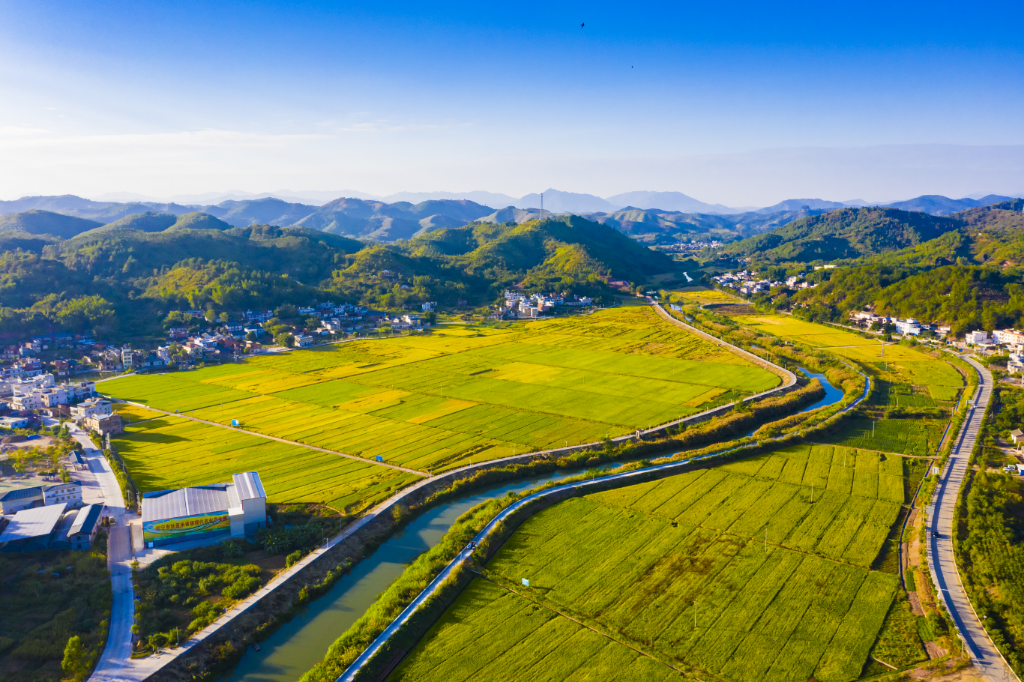 《絲苗米產(chǎn)業(yè)基地》——張文煌攝.jpg