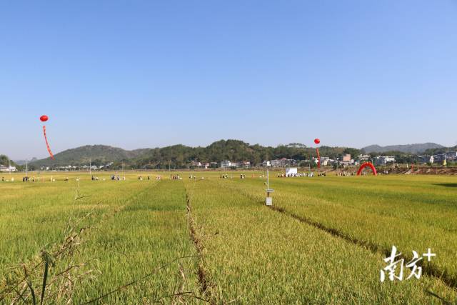    通訊員/受訪者 興寧農(nóng)業(yè)農(nóng)村局 供圖
