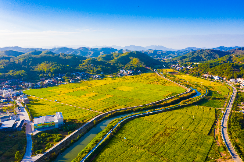 《絲苗米產(chǎn)業(yè)基地》——張文煌.jpg