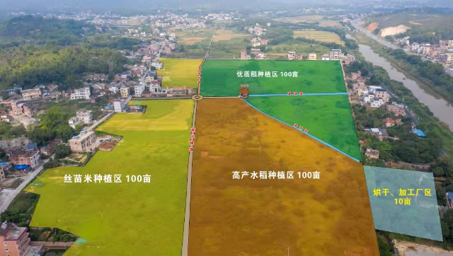 洋新村500畝初心優(yōu)品水稻示范田.jpg