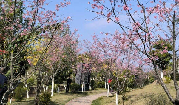 圖片