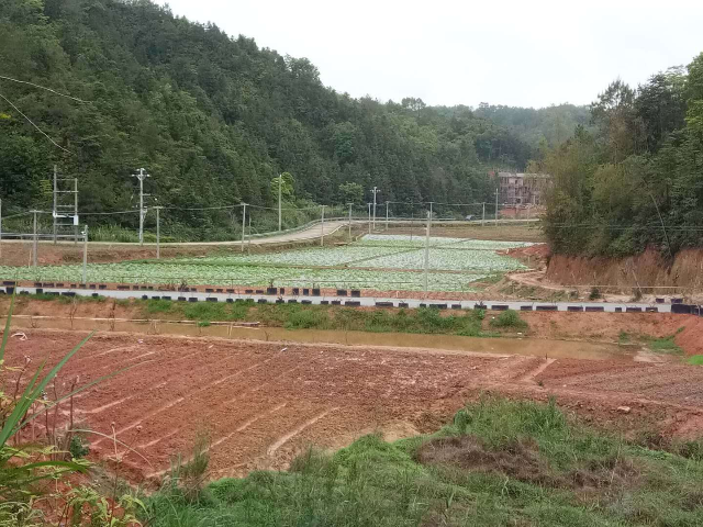 金牧.jpg