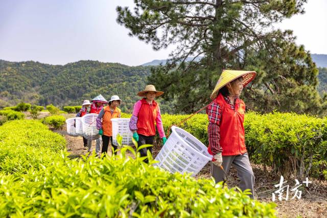 興寧市合水鎮(zhèn)鐵山茶場春茶開采。袁群華 攝