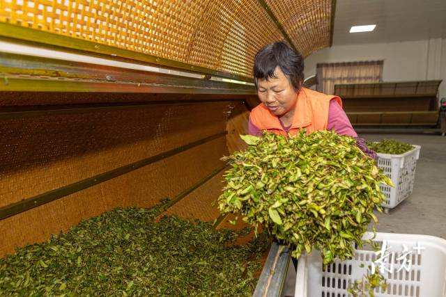 鐵山茶場茶葉加工廠內(nèi)工人正在搖青。袁群華 攝
