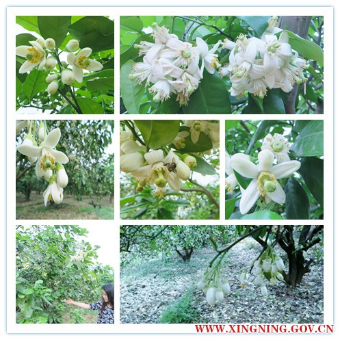 柚花拼.jpg