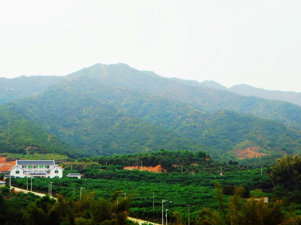 廣東興寧柚果基地.jpg