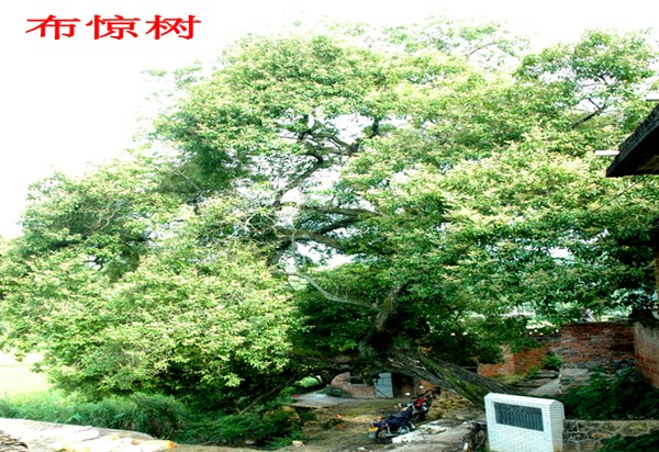 布驚樹.png