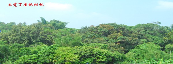 大覺楓樹林.png