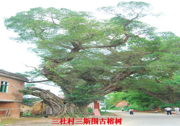 三社榕樹.png