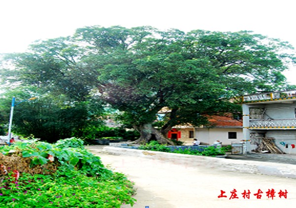 上莊 古樟樹.png