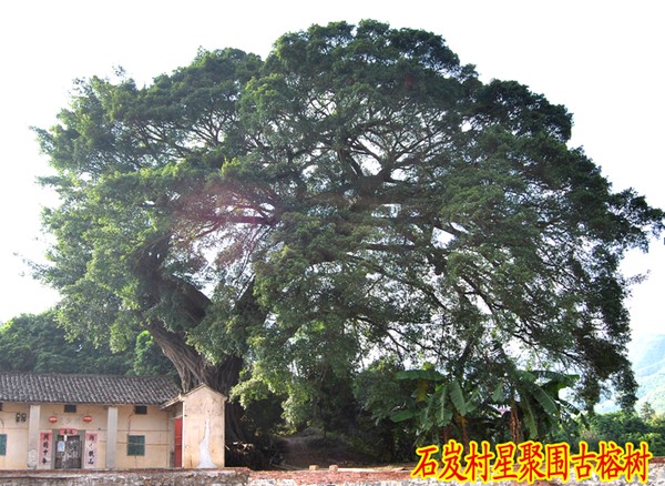 石岌古榕樹.png