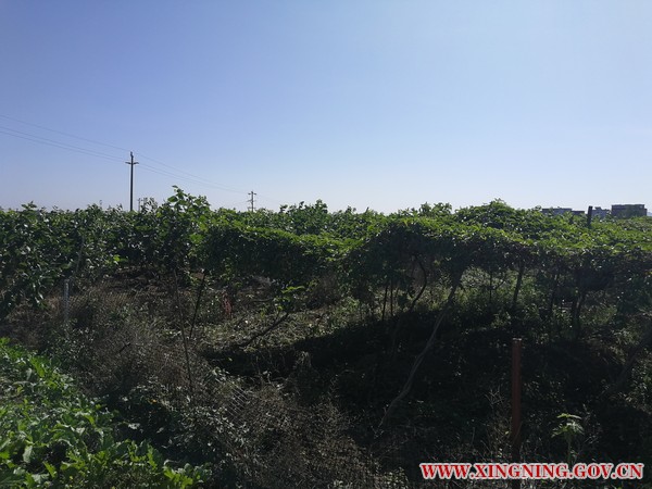 百香果.jpg