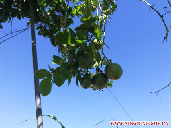 結(jié)果百香果.jpg
